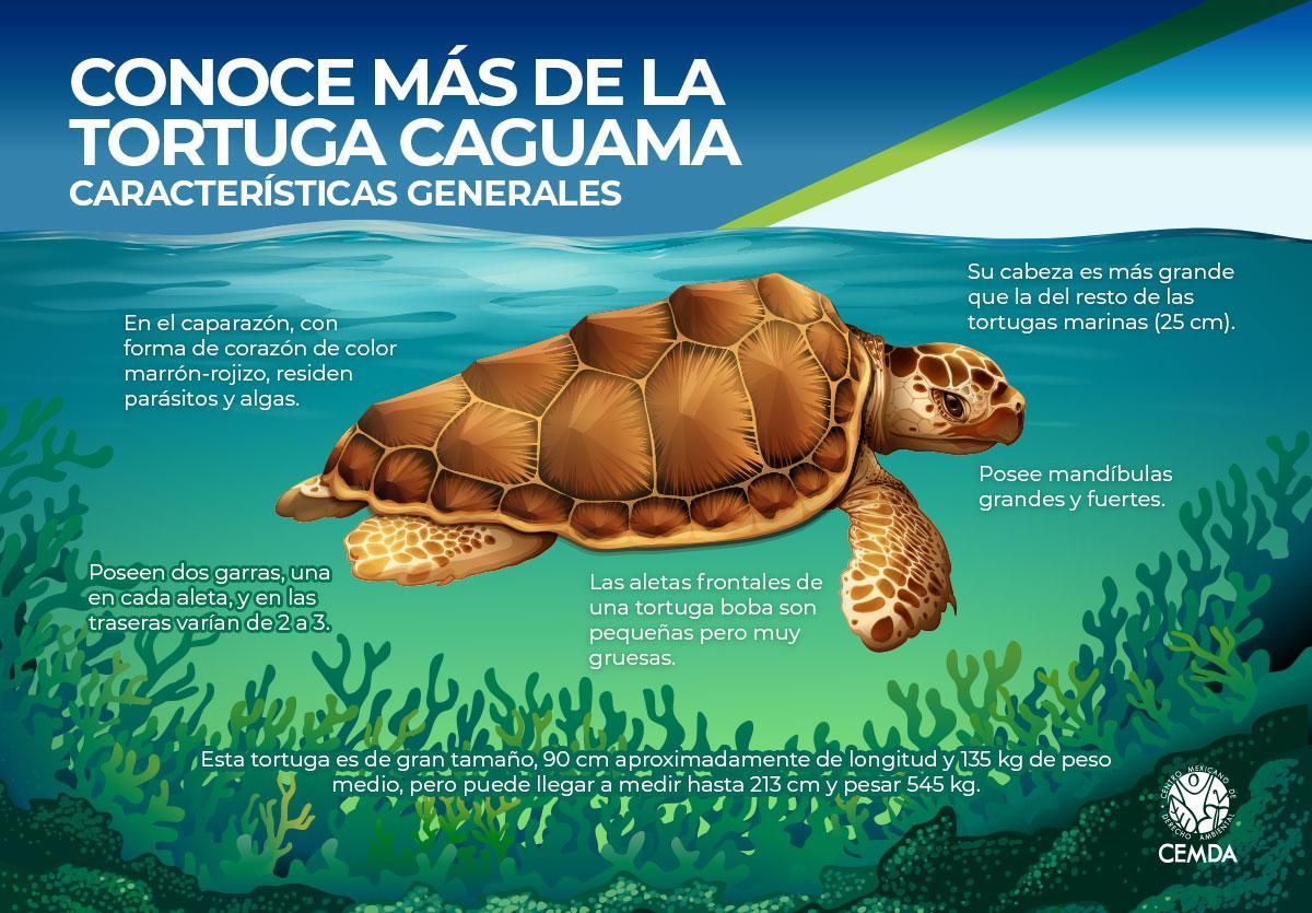 TORTUGA CAGUAMA EN PELIGRO - CEMDA | CEMDA